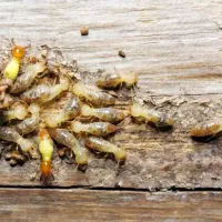termites on wood