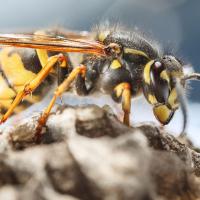 a wasp