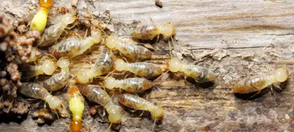 termites on wood